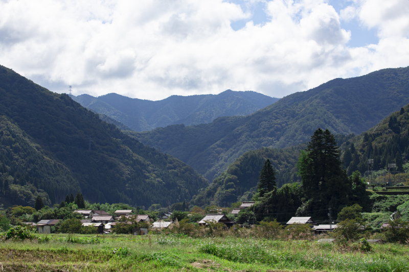 匹見の山林